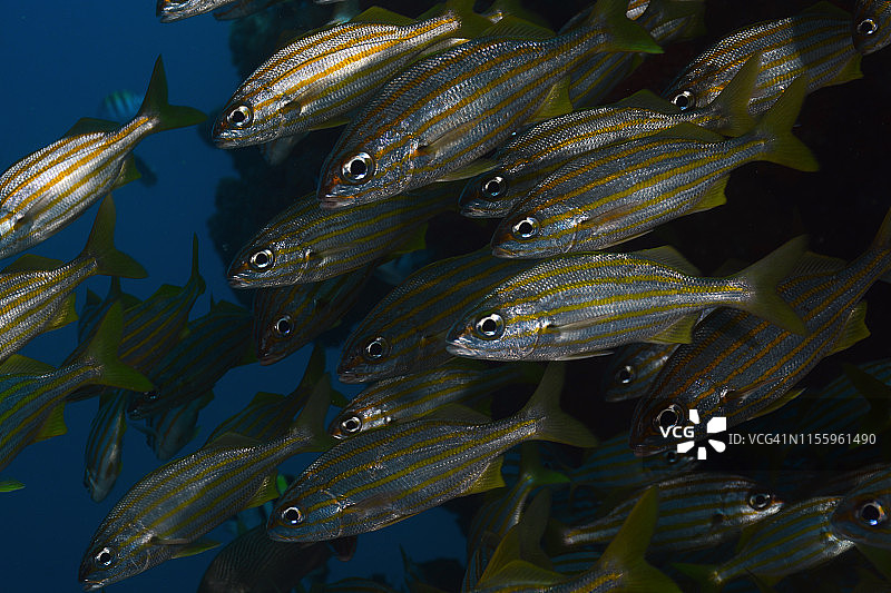 小口石鲈图片素材