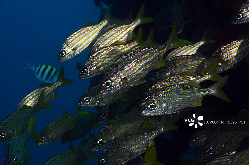 小口石鲈图片素材