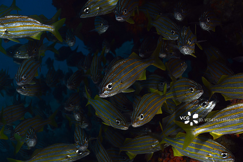 小口石鲈图片素材