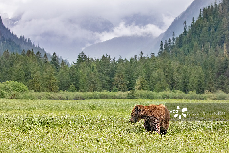 加拿大不列颠哥伦比亚大熊雨林草甸上的棕熊图片素材
