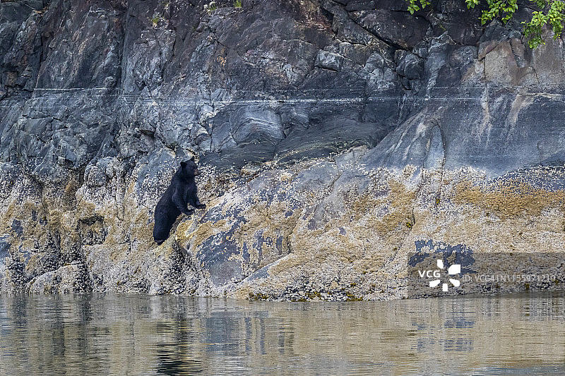 特雷西峡湾岸边的黑熊图片素材
