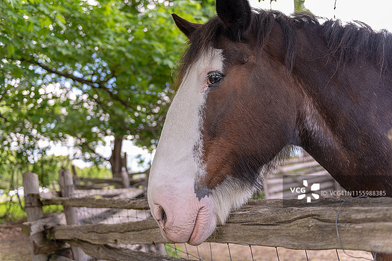 克莱兹代尔马头部特写图片素材