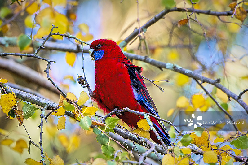 绯红鹦鹉图片素材