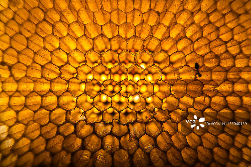 蜂窝的微距照片图片素材