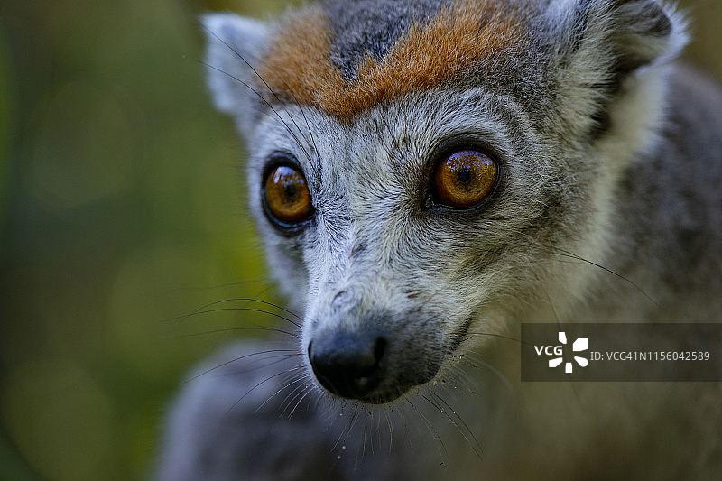 马达加斯加冕狐猴图片素材