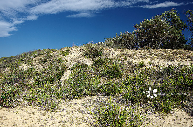 澳大利亚新南威尔士州伯恩达国家公园瓦拉古特海滩沙丘上的植被图片素材