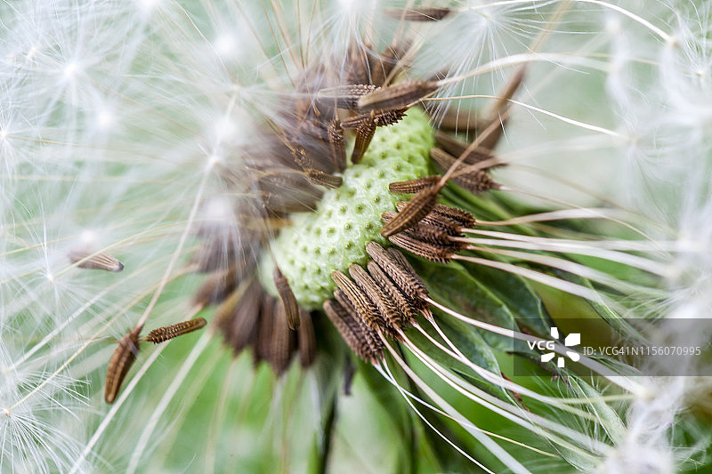 蒲公英花朵特写图片素材