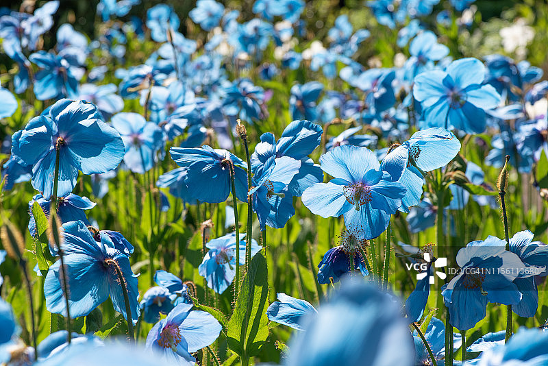 绿绒蒿（蓝罂粟）图片素材