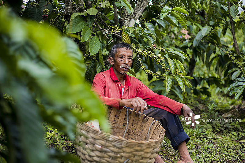 印度尼西亚西爪哇省库宁安地区的咖啡豆成熟期图片素材