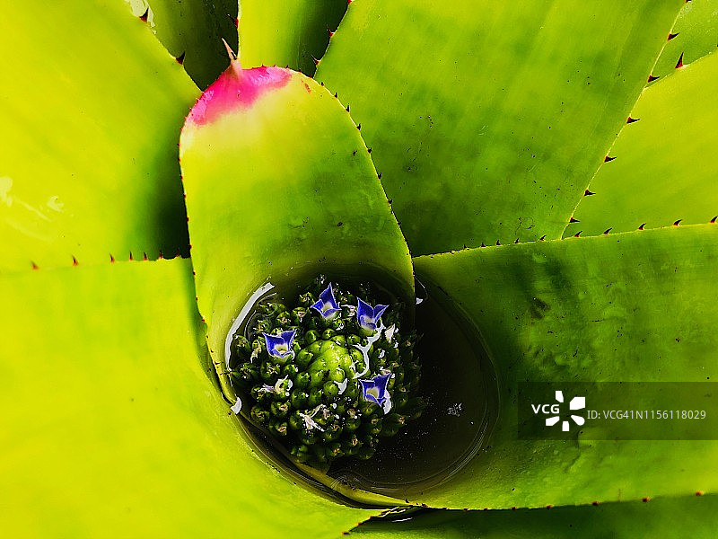 绿色伞形植物之美图片素材