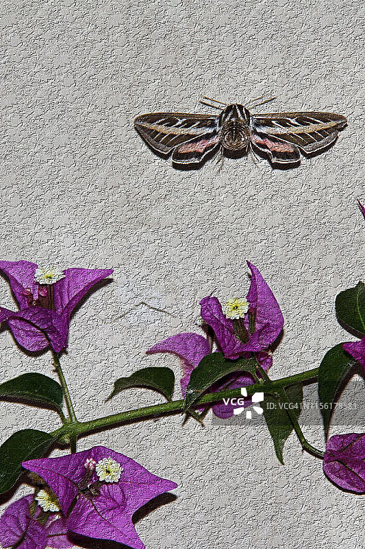 白纹天蛾图片素材