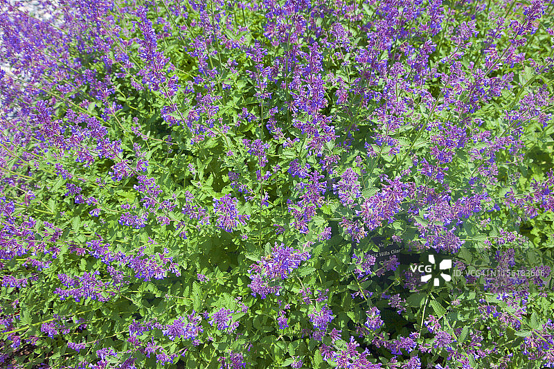 六月里绿色茎上的蓝色猫薄荷图片素材