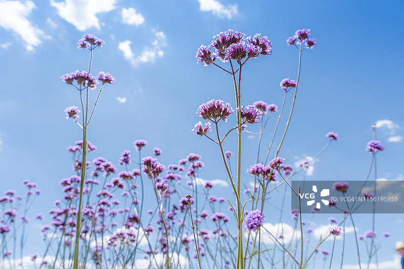 阳光和蓝天下盛开的野花特写图片素材