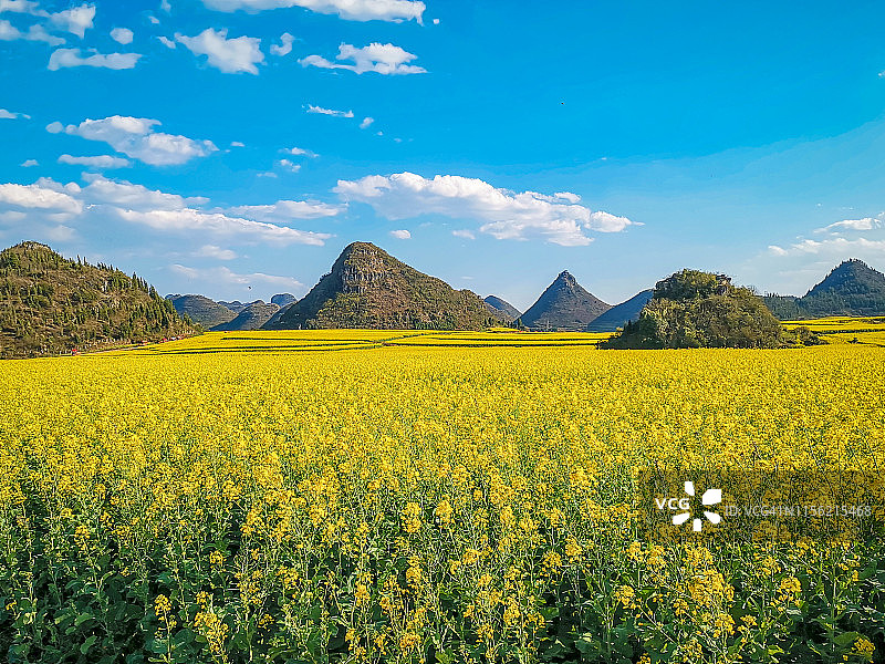 云南罗平镇的油菜花田图片素材