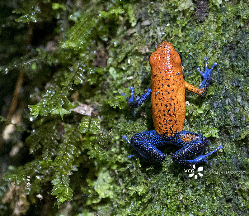 蓝色牛仔蛙图片素材
