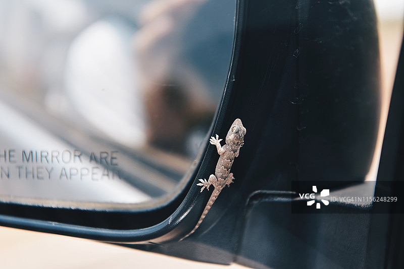 汽车后视镜上的常见壁虎图片素材