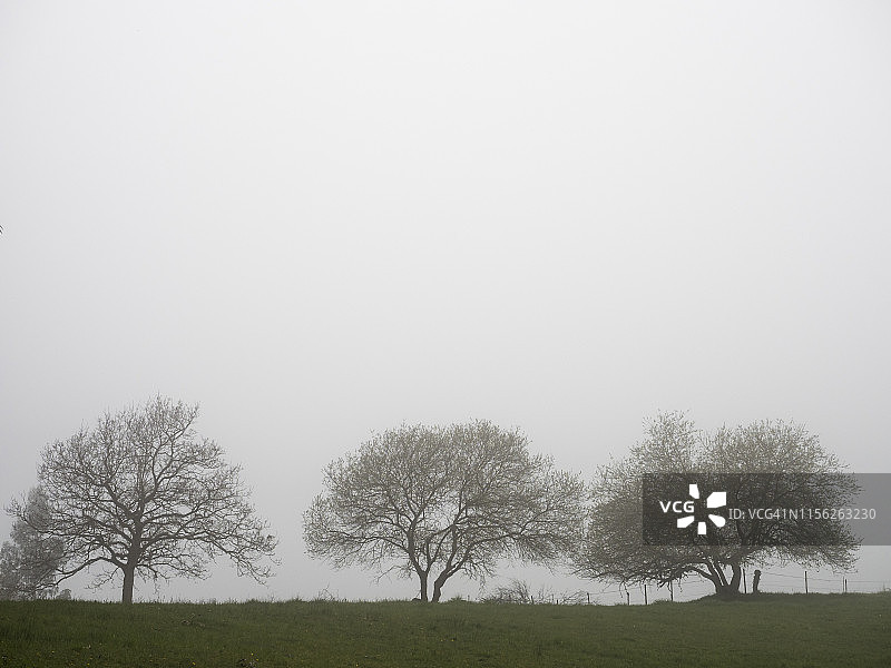 雾中三棵树木的轮廓图片素材