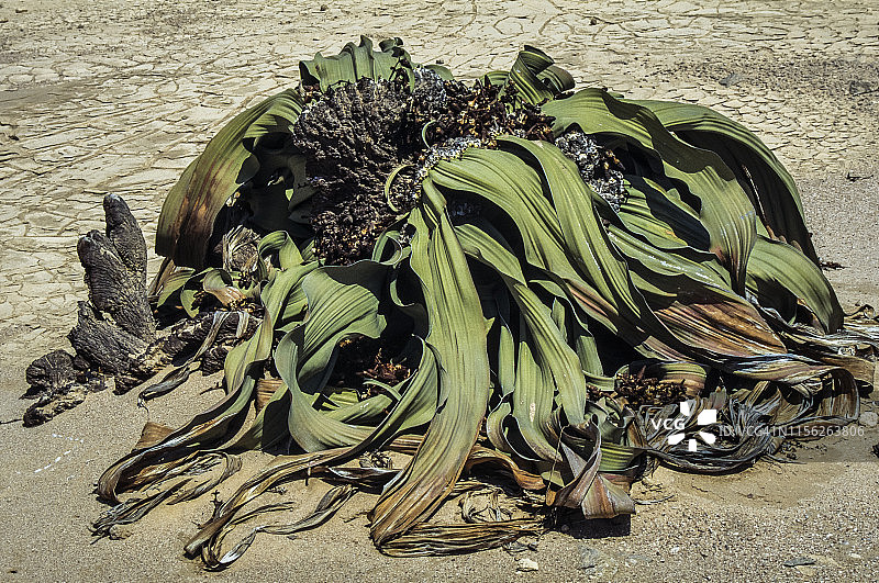 纳米比亚纳米布-诺克路夫特国家公园中，一棵巨大的百岁兰图片素材