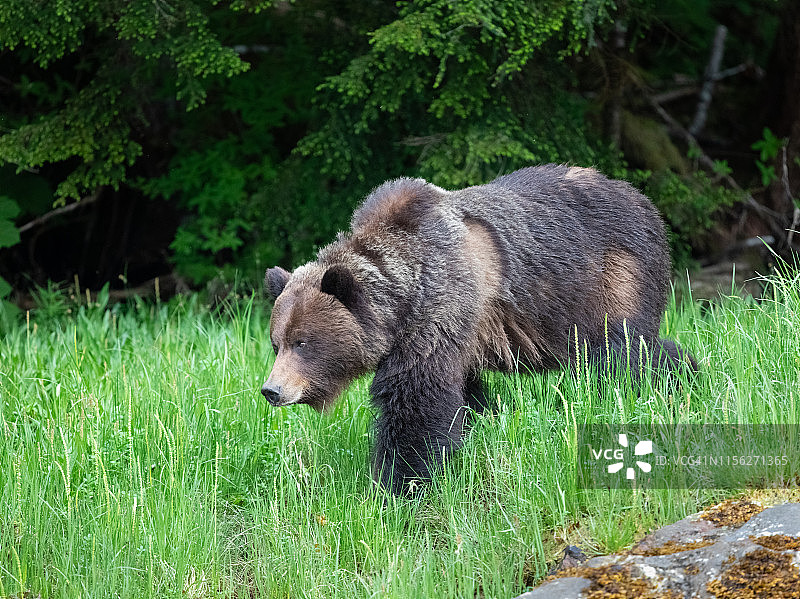 加拿大巨熊雨林中的灰熊图片素材