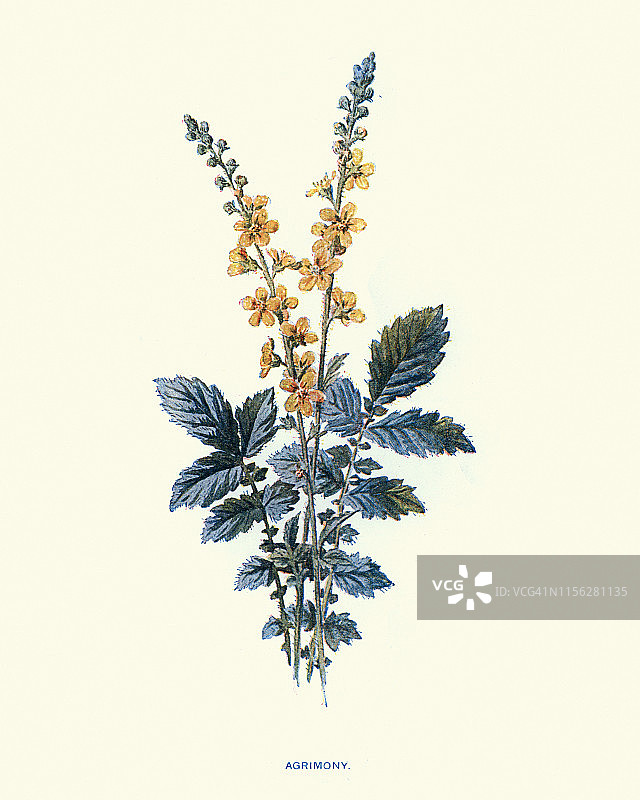 野生花卉，龙牙草图片素材