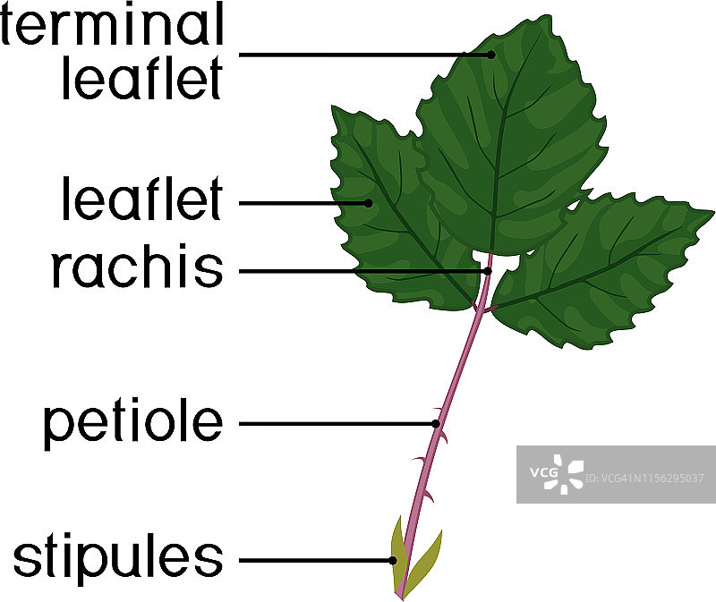 植物绿叶的结构：复合黑莓叶图片素材
