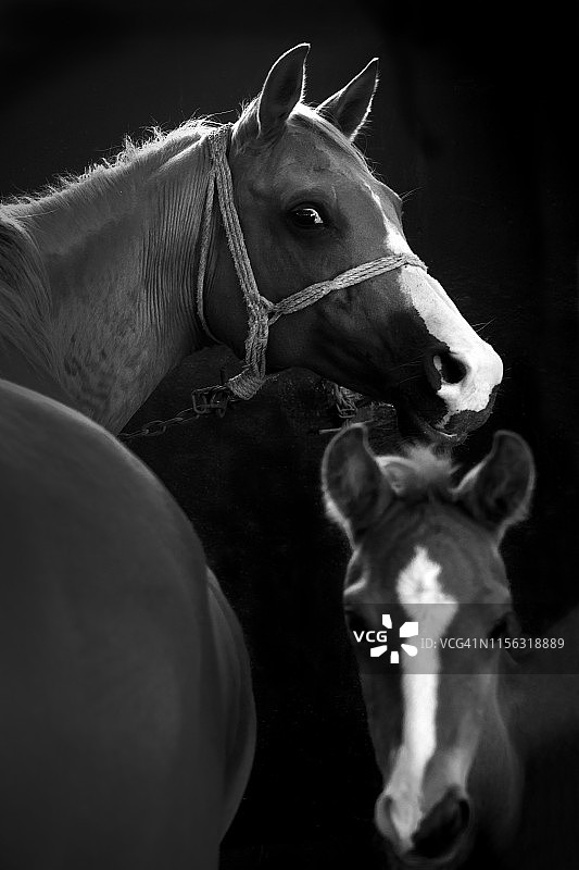 马和它的母亲，深色背景图片素材