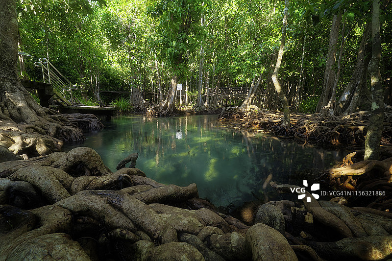 塔蓬红树林，翡翠池图片素材