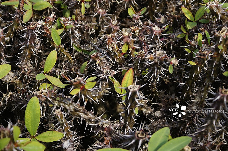 带刺灌木图片素材