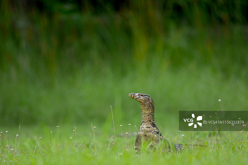 草地上的水巨蜥图片素材