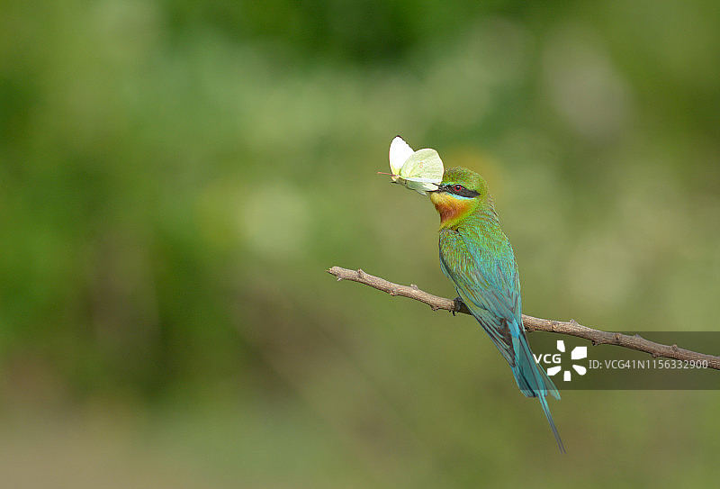 草地上的蓝尾蜂虎图片素材