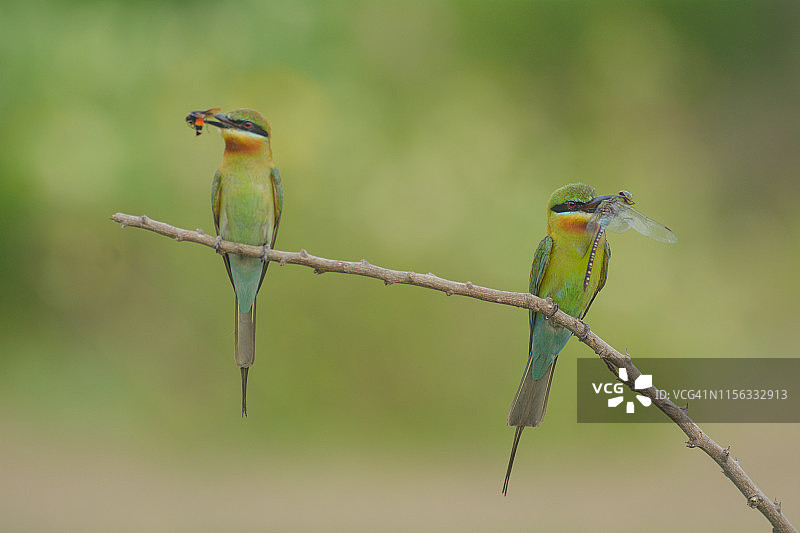 草地上的蓝尾蜂虎图片素材