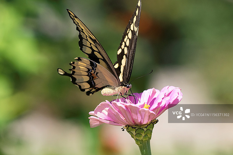 凤蝶与鲜花图片素材