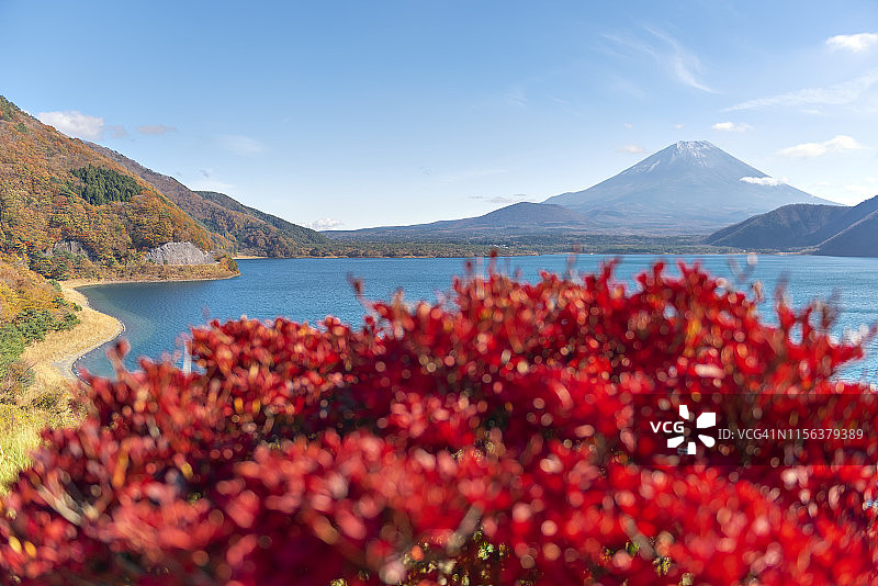 日本本栖湖的富士山与红枫树图片素材