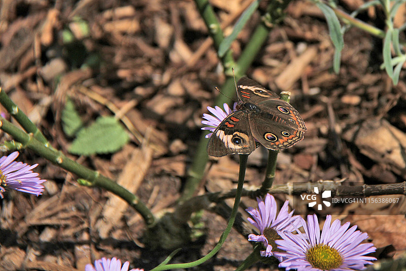 常见的 Buckeye 蝴蝶图片素材