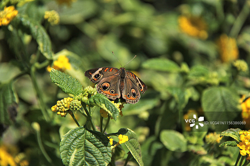 常见的 Buckeye 蝴蝶图片素材