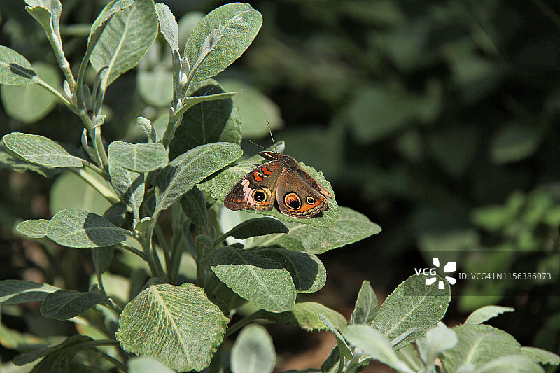 常见的 Buckeye 蝴蝶图片素材