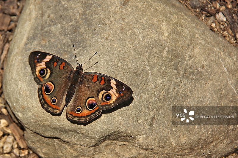 常见的 Buckeye 蝴蝶图片素材