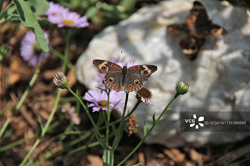 常见的 Buckeye 蝴蝶图片素材
