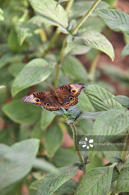 常见的 Buckeye 蝴蝶图片素材