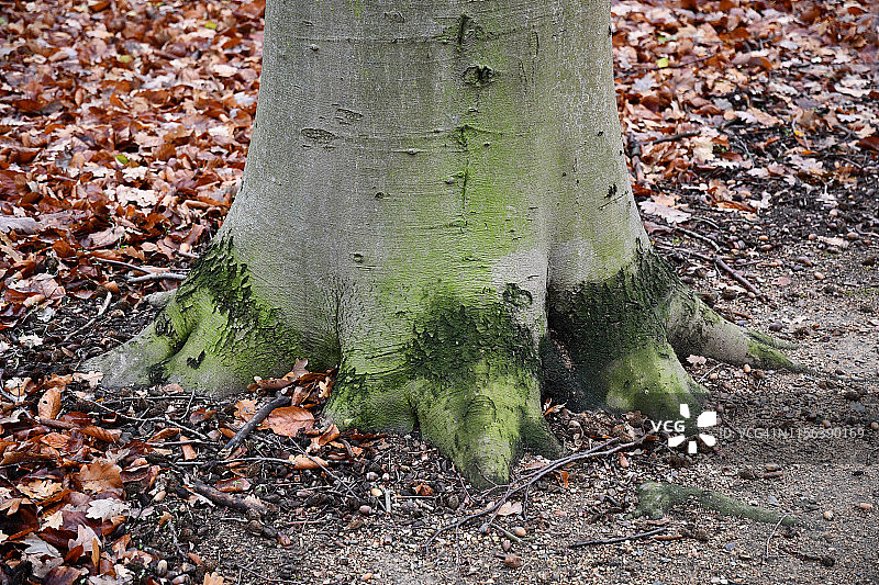 树干底部的树根，地面上有秋叶背景。木质背景。绿色灰色树皮表面特写。森林纹理。德国柏林公园里的老树。图片素材