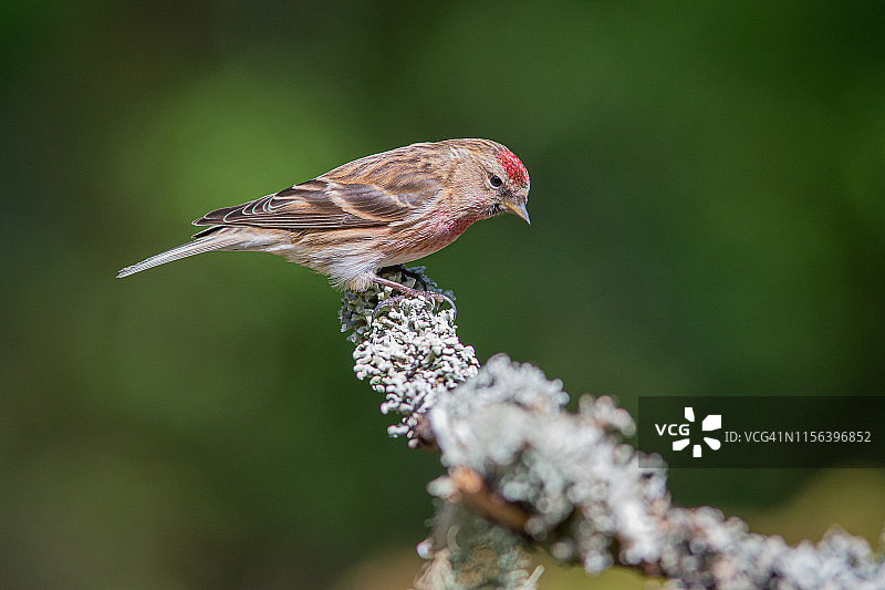 红腹灰雀特写图片素材