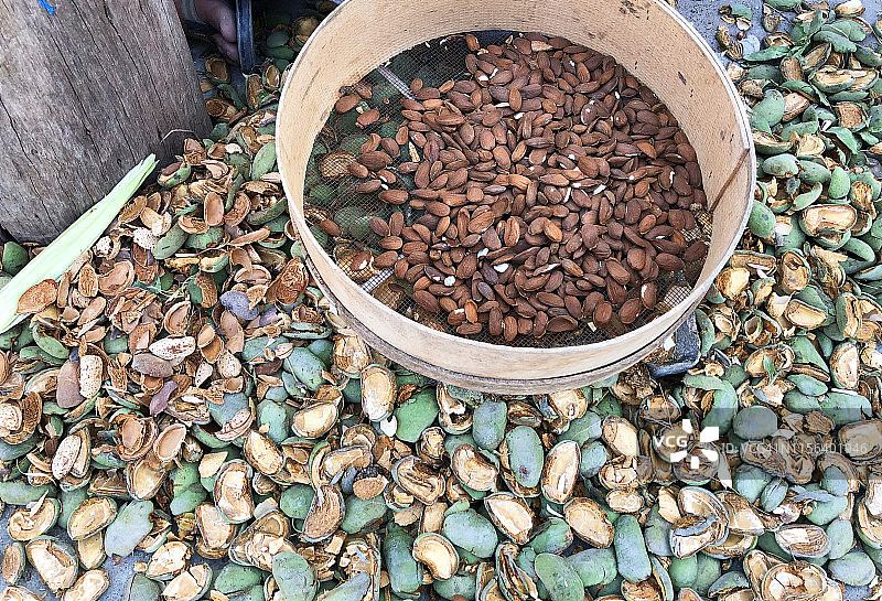 达特恰杏仁图片素材