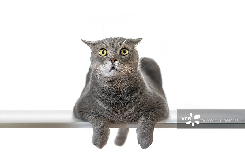 办公桌上的胆小猫：大眼睛的肥胖英短猫看着目标图片素材