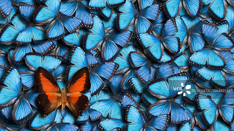 蝴蝶背景图片素材