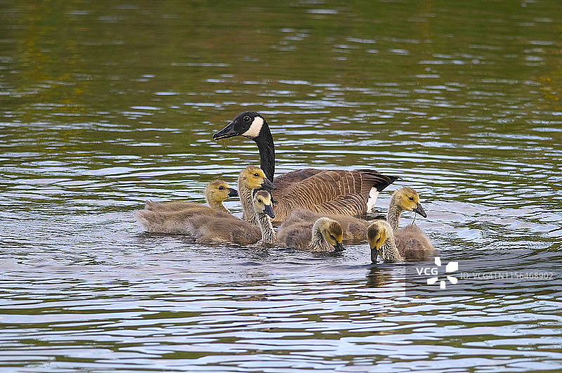 成年加拿大鹅与六只半大的小鹅在水中图片素材