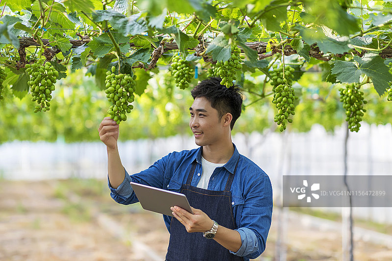 在葡萄园工作的男人们图片素材