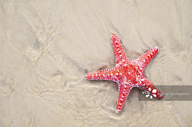沙滩上的红色海星，旅行和夏季概念图片素材