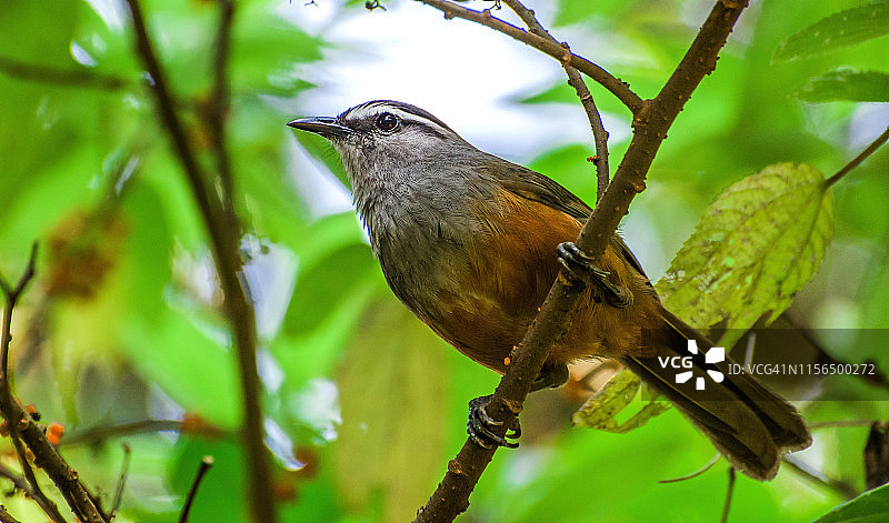 在印度喀拉拉邦蒙纳尔拍摄的喀拉拉笑鸫照片图片素材
