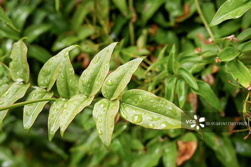 一片树叶带来的清爽时刻图片素材