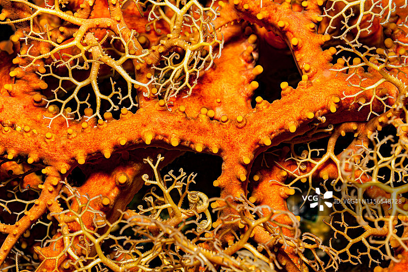 巨型篮子星天文的特写，拉贾安帕，印度尼西亚图片素材